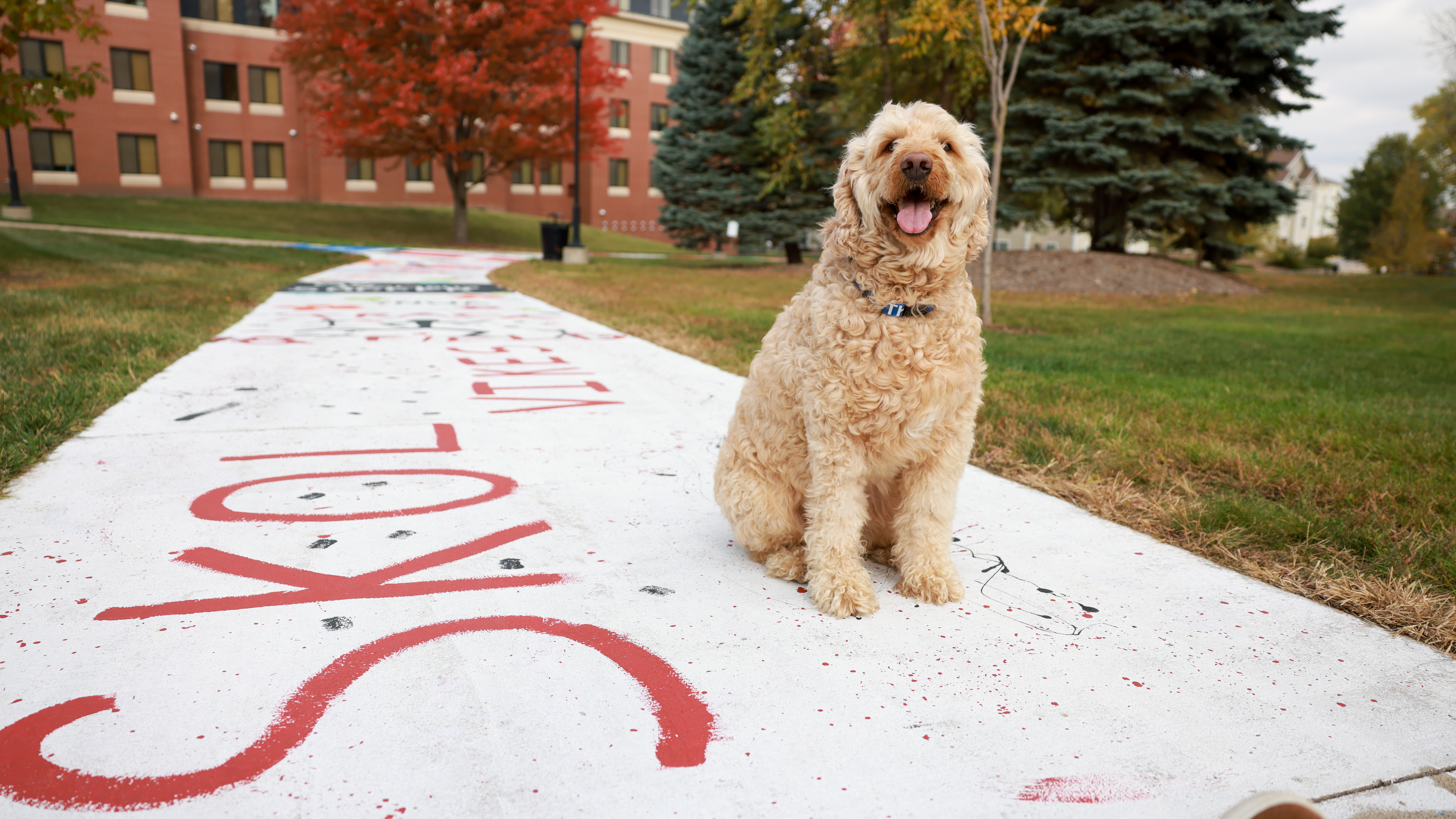 Archer the Therapy Dog